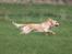 Field Trial Cockerspaniel Spilops Wild Weather Wilma