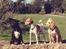 Field Trial Cockerspaniel Spilops Wild Weather Wilma