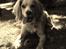Field Trial Cockerspaniel Spilops Wild Weather Wilma