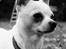 Chihuahua Picasso aka 'Steadfast give me a break'