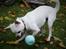 Chihuahua Picasso aka 'Steadfast give me a break'