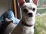 Chihuahua Picasso aka 'Steadfast give me a break'