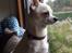 Chihuahua Picasso aka 'Steadfast give me a break'
