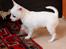Chihuahua Picasso aka 'Steadfast give me a break'