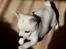 Chihuahua Picasso aka 'Steadfast give me a break'