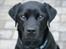 Labrador retriever Elvis