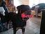 Rottweiler Von Hause Nomis Irina (Kikki)