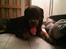 Rottweiler Von Hause Nomis Irina (Kikki)