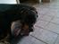 Rottweiler Von Hause Nomis Irina (Kikki)