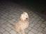 Blanding af racer Goldendoodle (Navn: Einstein)