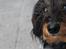 Dværggravhund Pablo (oprindeligt: Aastrupgaard Pax)