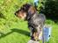 Dværggravhund Pablo (oprindeligt: Aastrupgaard Pax)