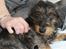 Dværggravhund Pablo (oprindeligt: Aastrupgaard Pax)