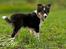 Border collie Zoom