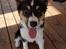 Border collie Zoom