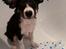 Border collie Zoom
