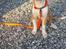 Nova scotia duck tolling retriever Coco