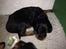 Gordon setter Øens Bellis
