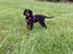 Gordon setter Øens Bellis