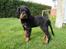 Gordon setter Øens Bellis