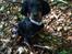Gordon setter Øens Bellis