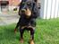 Gordon setter Øens Bellis