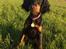 Gordon setter Øens Bellis