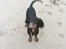 Gordon setter Øens Bellis