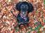 Gordon setter Øens Bellis
