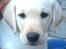 Labrador retriever Victor<3