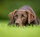 Labrador retriever Fella AKA Floppen