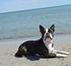 Boston terrier Fanta