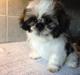 Shih tzu Flindts Emmely For Crying Out Loud (Maggie)