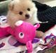 Pomeranian Lady