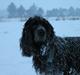 Cocker spaniel Sille