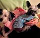 Chinese crested hårløs Daisy