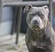 Staffordshire bull terrier Müsli