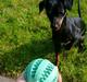 Dvaergpinscher Lilo (Lilleskid)
