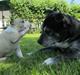 Staffordshire bull terrier Nala