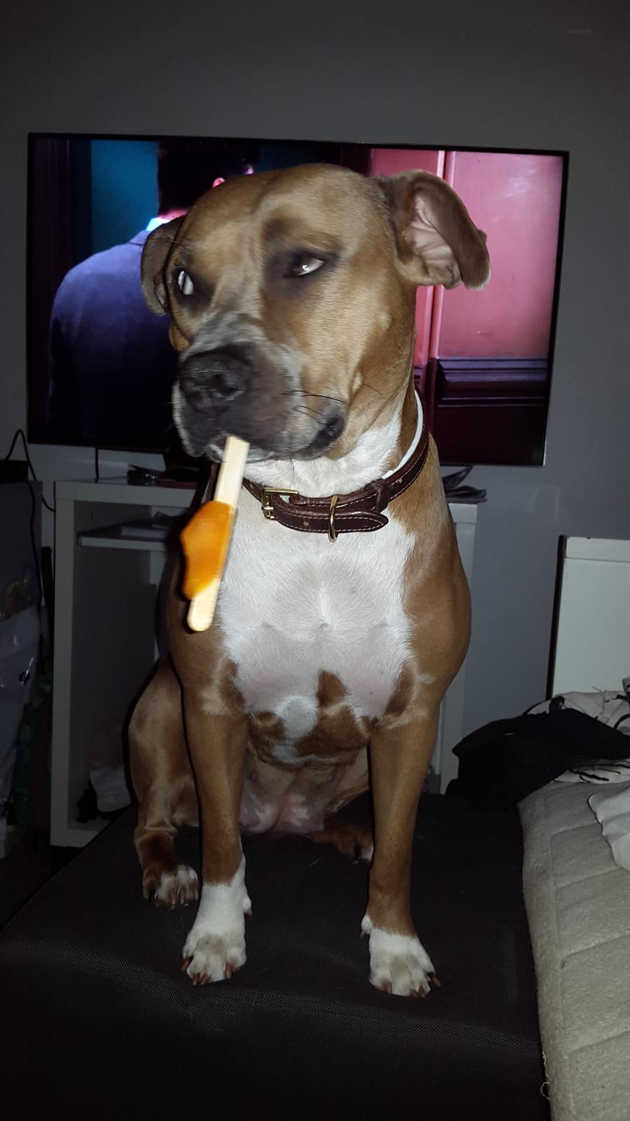 Blanding af racer Pixie billede 8