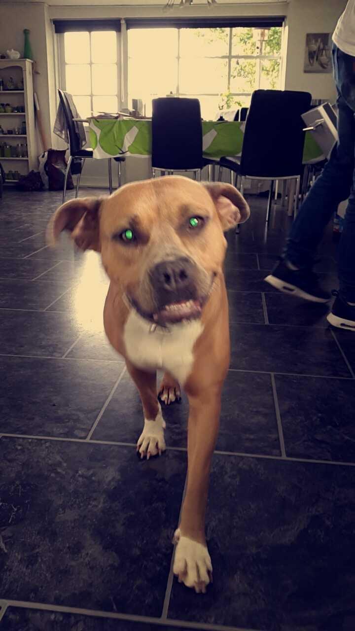 Blanding af racer Pixie billede 9