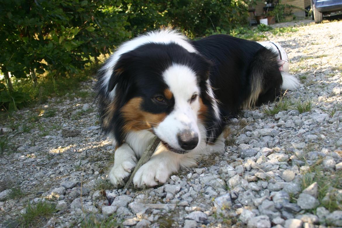 Australian shepherd Godrumgaard's Theo billede 12