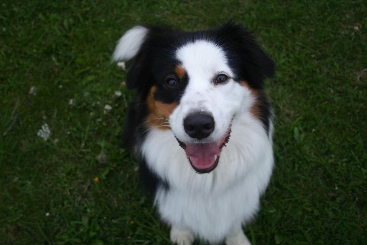 Australian shepherd Godrumgaard's Theo billede 17