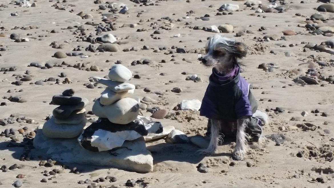 Chinese crested hårløs Priscilla (Cilla) billede 12