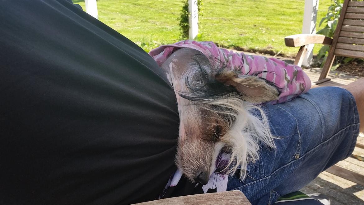 Chinese crested hårløs Priscilla (Cilla) billede 13