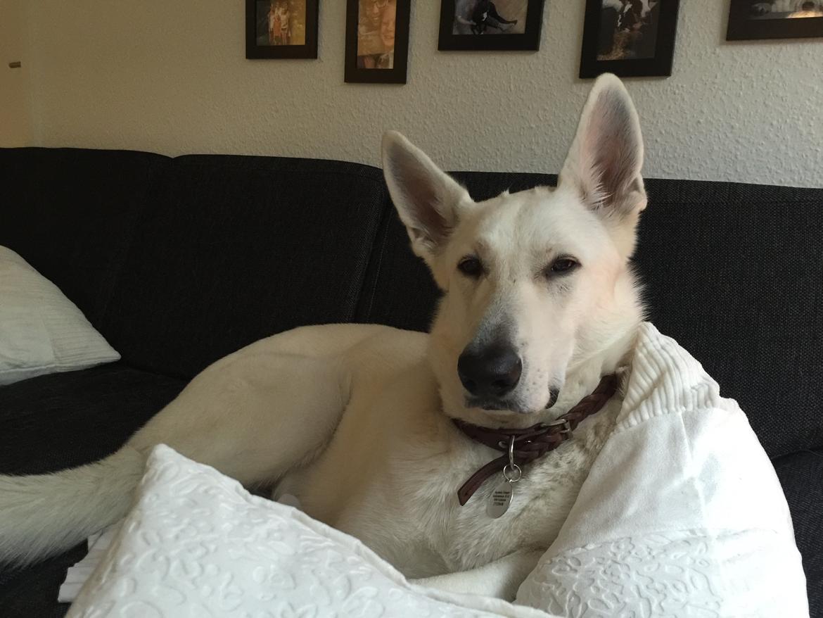 Hvid schæfer Homie billede 39