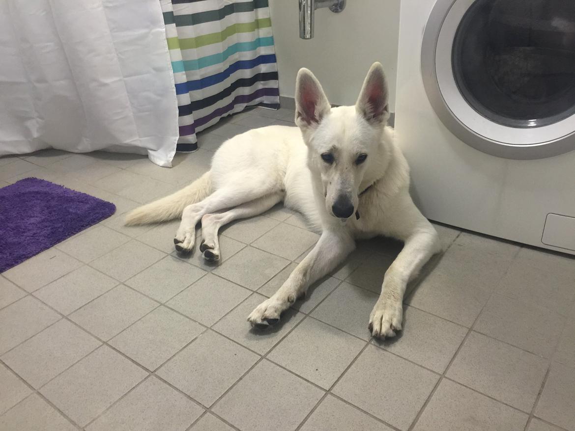 Hvid schæfer Homie billede 41