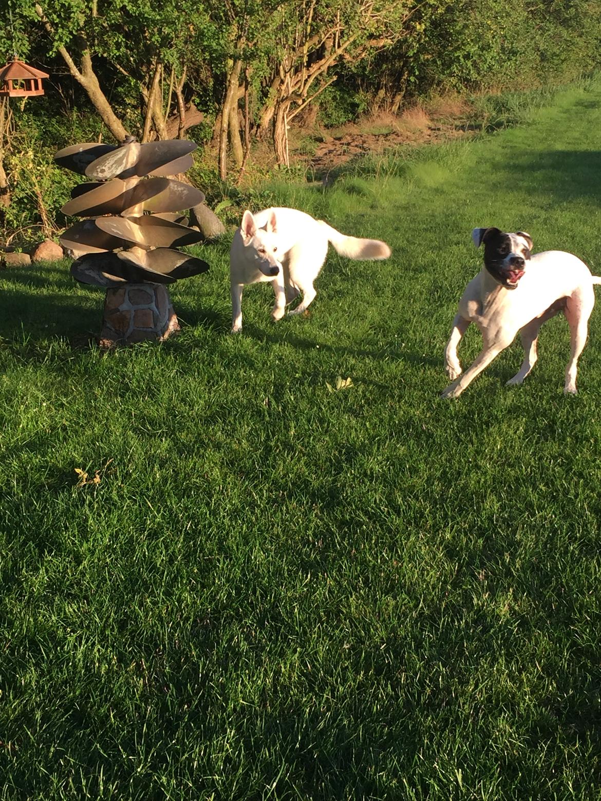 Hvid schæfer Homie billede 43