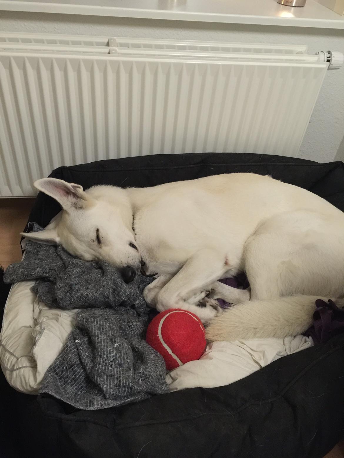 Hvid schæfer Homie billede 42