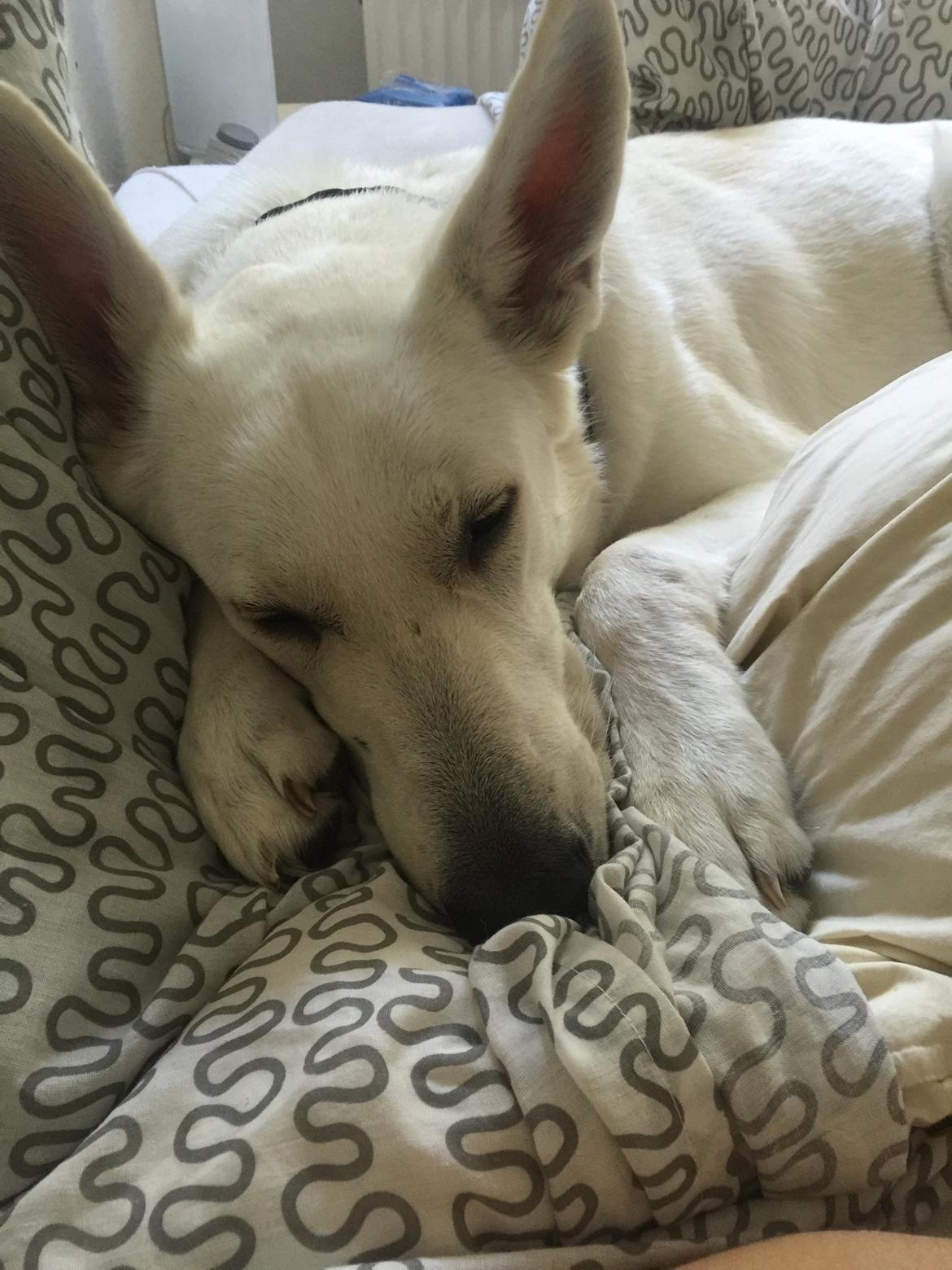 Hvid schæfer Homie billede 45